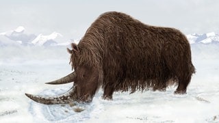 Ein Wollnashorn im Schnee. Die Tierart ist längst ausgestorben. 