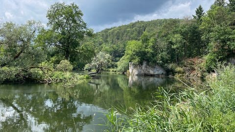 Die Donau fließt in einer Kurve von links nach rechts hinten. Im Vordergrund ist Schilf. Im Hintergrund sind weiße Felsen am Wasserrand. Am anderen Ufer sieht man Bäume und einen kleinen Steg.