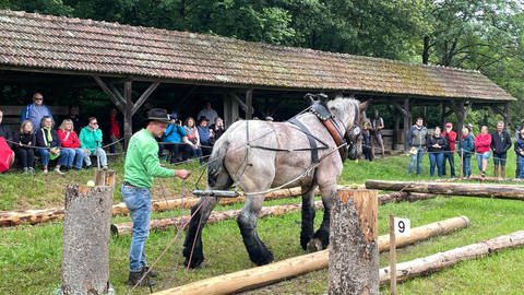 Julian Sartorius und sein Pferd Felix bestreiten als Team die Disziplin Holzrücken