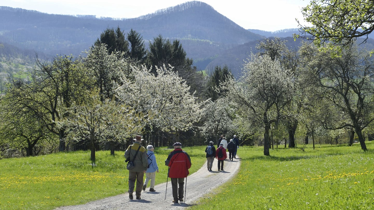 Das Biosphärengebiet Schwäbische Alb wird deutlich größer. Streuobstwiesen am Albtrauf sind vor allem zur Blütezeit im Frühjahr ein beliebtes Ausflugsziel.