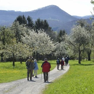 Das Biosphärengebiet Schwäbische Alb wird deutlich größer. Streuobstwiesen am Albtrauf sind vor allem zur Blütezeit im Frühjahr ein beliebtes Ausflugsziel.