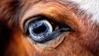 Symbolbild: Auge eines Pferdes auf einer Koppel.