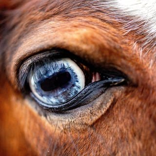 Symbolbild: Auge eines Pferdes auf einer Koppel.