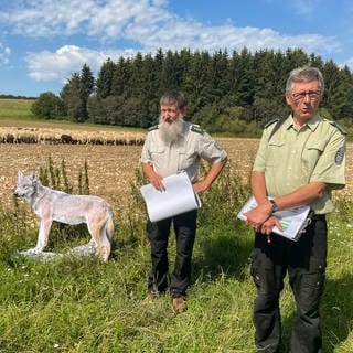 Bundesforstbeauftragte erklären auf dem ehemaligen Truppenübungsplatz in Münsingen das Projekt Wolfschutz. Mit starken Elektrozäunen sollen dort Schafe geschützt werden. 