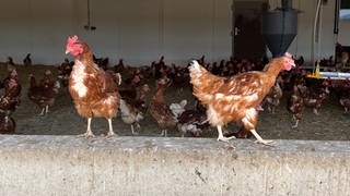 Wegen geplantem KSK-Absprunggelände in Geislingen: Die Landwirte Befürchten, dass ihre Hühner Angst vor den Flugzeugen bekommen. Um einen Eindruck zu bekommen, hat die Bundeswehr Testfllüge gemacht.