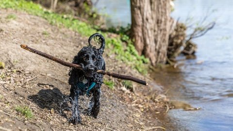 Ein Hund, für den wie bei allen anderen Hunden auch Steuer bezahlt werden muss, spielt mit Stock an einem See. Bodelshausen hat nach Hundesteuer-Sünder suchen lassen.