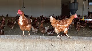 Hühner im Stall auf dem Danneckerhof in Rosenheim (Zollernalbkreis): Sie sind wegen des Fluglärms vom Freigehege in den Stall geflüchtet.