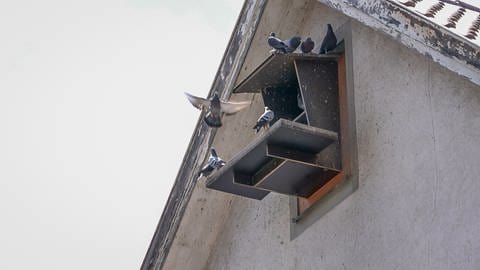 In Tuttlingen geraten Hausbewohner und Tierschützer in Streit wegen Tauben
