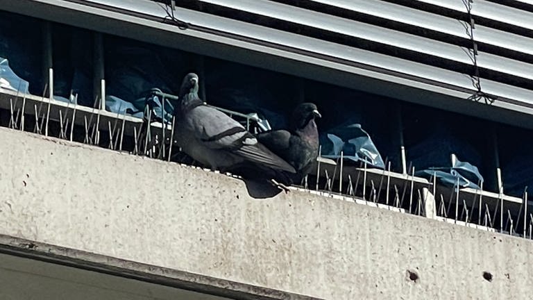 Tauben machen einem Tuttlinger Mehrfamilienhaus zu schaffen. 