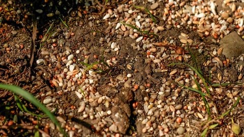 Hochwertiges Futterkorn liegt auf dem Boden an der Donau. In Tuttlingen füttern Tierschützer die Tauben trotz des Verbotes.