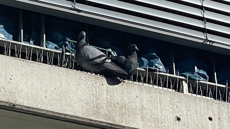 Tauben zwischen Balkon und Betonplatte. Weil die Vögel hier nisten, machen sie einem Tuttlinger Mehrfamilienhaus zu schaffen. 