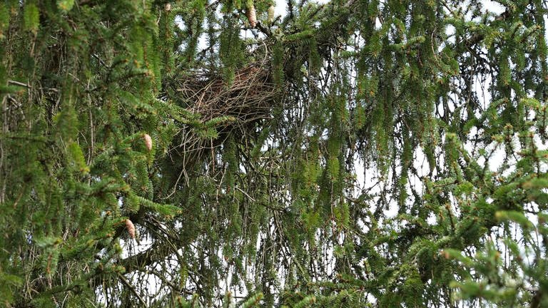 Der 15-Meter Hohe Kobel aus dem die Eichhörnchenjunges auf den Gartentisch von Tierärztin Katrin Wittenberg gefallen sind.