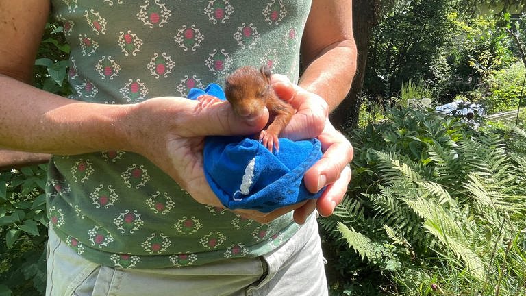 Eichhörnchen-Babys in den Händen von Tierärztin Katrin Wittenberg. 