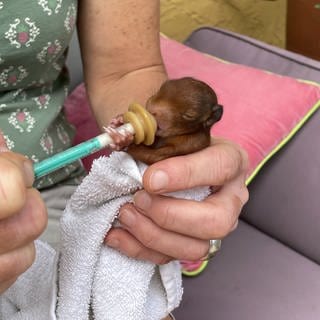 Die Tierärztin Katrin Wittenstein füttert die kleinen Eichhornbabys mit Milch aus einer Spritze