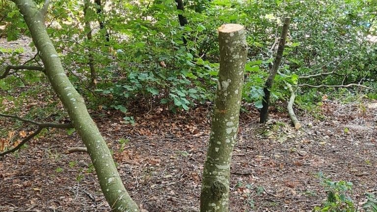 Holzbänke, ein Zaun, ein Baum sind von Unbekannten zersägt worden. Die Gegenstände befinden sich auf dem Gelände des Verschönerungsvereins in Albstadt-Truchtelfingen im Zollernalbkreis. 