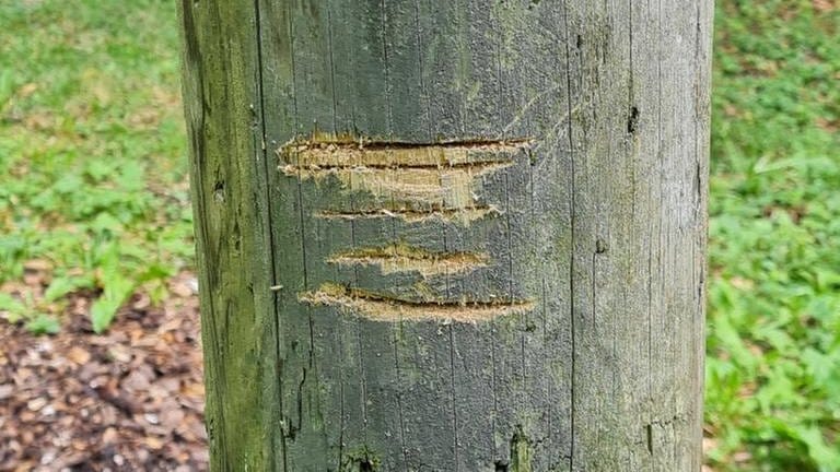 Holzbänke, ein Zaun, ein Baum sind von Unbekannten zersägt worden. Die Gegenstände befinden sich auf dem Gelände des Verschönerungsvereins in Albstadt-Truchtelfingen im Zollernalbkreis. 