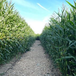 Die Maispflanzen sind etwa zweieinhalb Meter hoch gewachsen im Maisfeld bei Wolfenhausen. Man sieht noch etwas blauen Himmel. 