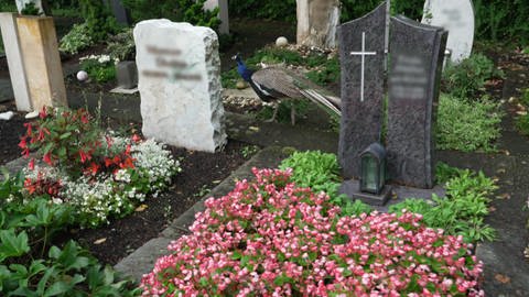 Vogel Pfau Olaf in Ofterdingen auf Friedhof im Kreis Tübingen