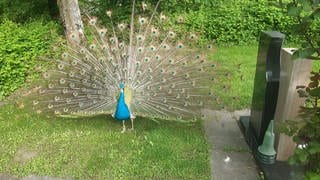 Pfau Olaf schlägt ein Rad auf dem Friedhof in Ofterdingen bei Tübingen