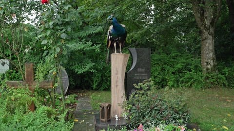 Pfau Olaf sitzt auf Grabstein auf dem Friedhof in Ofterdingen