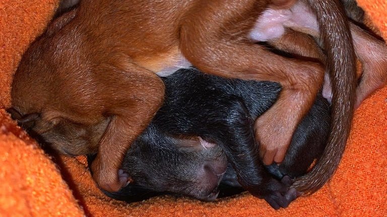 Drei Baby-Eichhörnchen liegend kuschelnd in einem Korb. Sie sind aus dem Nest gefallen. Tierärztin Katrin Wittenberg päppelt sie auf.