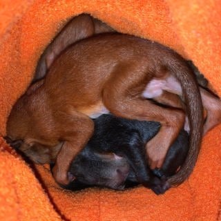 Drei Baby-Eichhörnchen liegend kuschelnd in einem Korb. Sie sind aus dem Nest gefallen. Tierärztin Katrin Wittenberg päppelt sie auf. 