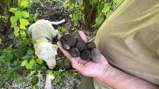 Trüffelzüchter Klink findet viele Trüffel auf seiner Plantage in Dußlingen: Dabei hilft ihm Trüffelhund Héros.