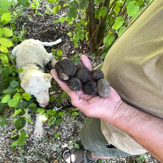 Trüffelzüchter Klink findet viele Trüffel auf seiner Plantage in Dußlingen: Dabei hilft ihm Trüffelhund Héros.