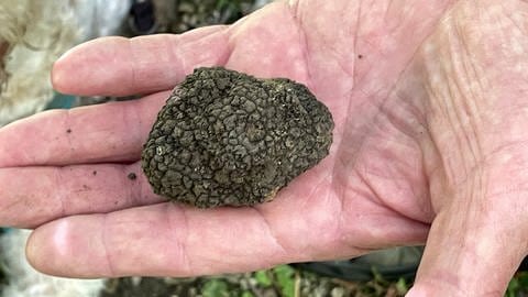 Trüffelzüchter Klink hält Burgunder-Trüffel in der Hand: Den hat er mithilfe seines Trüffelhunds auf seiner Plantage in Dußlingen gefunden.