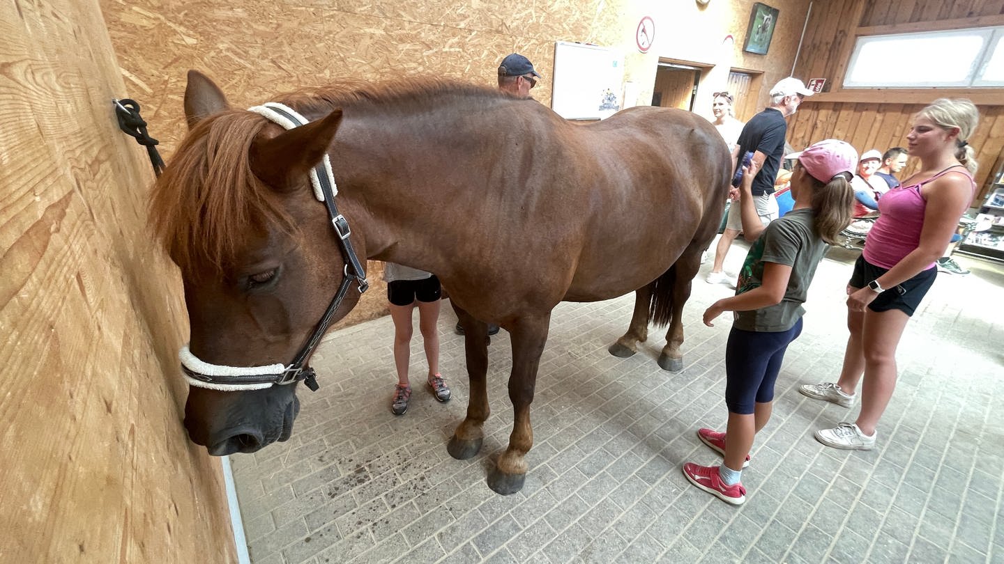 Pferd wird gebürstet auf dem Pink Pony-Tag