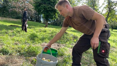 Die beiden Landschaftsgärtner Julian Straubinger und Florian Bitzer ernten einen Apfelbaum an einer Streuobstwiese bei Mössingen.