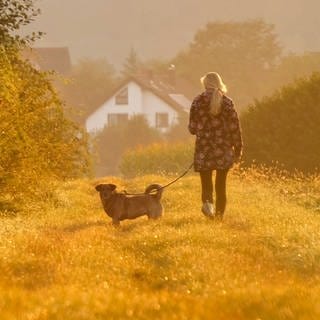 Goldenes Morgenlicht und Tau auf den Weisen - typisch Altweibersommer