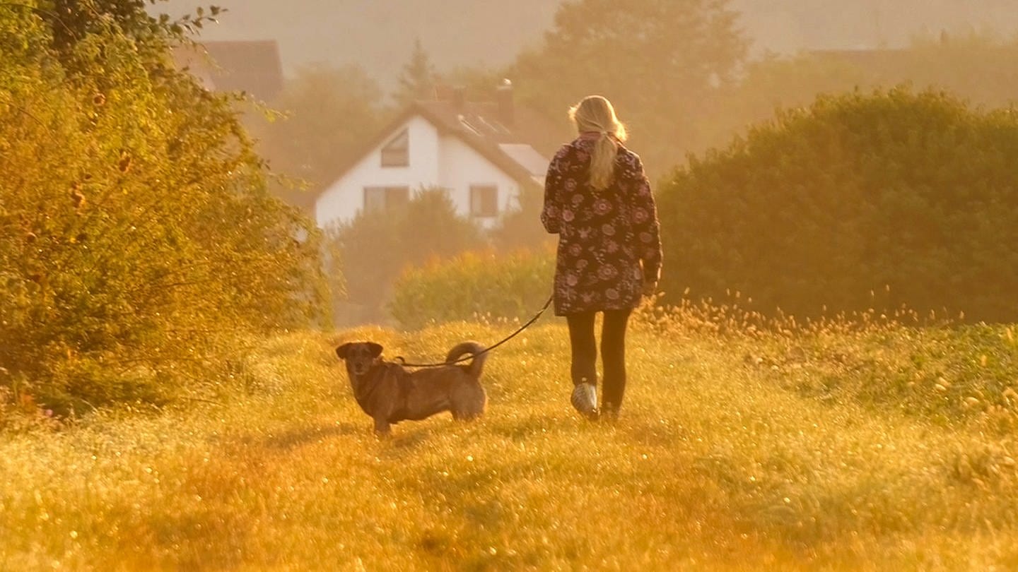 Goldenes Morgenlicht und Tau auf den Wiesen - typisch Altweibersommer