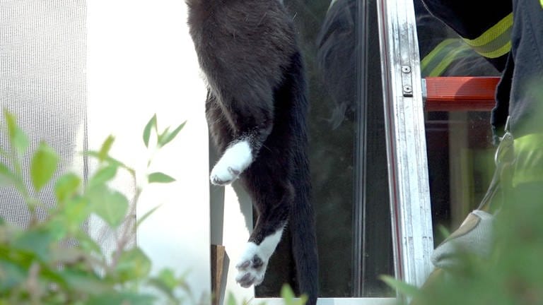 Die Hinterläufe einer Katze stecken in einem gekippten Fenster fest. Diese Katze wurde auf der Flucht aus dem Fenster eingeklemmt.