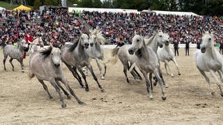 Mehrere silbergraue Pferde ohne Reiter preschen bei der Hengstparade in Marbach im Kreis Reutlingen auf die Betrachter zu. 