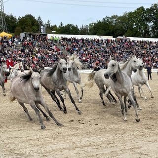 Mehrere silbergraue Pferde ohne Reiter preschen bei der Hengstparade in Marbach im Kreis Reutlingen auf die Betrachter zu. 