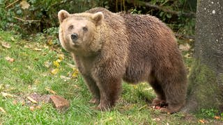 Ein Bär im Gehege im Alternativen Wolf- und Bärenpark in Bad Rippoldsau-Schapbach.