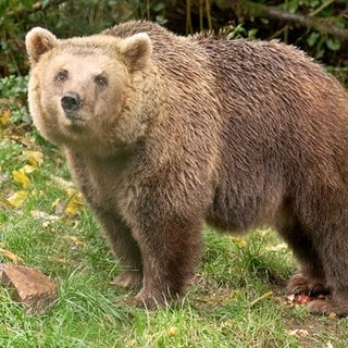 Ein Bär im Gehege im Alternativen Wolf- und Bärenpark in Bad Rippoldsau-Schapbach.