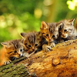 Fünf Wildkatzenbabys sitzen auf einem Baum. In Horb-Neustetten sind sie besonders gefährdet, an der Katzenseuche zu erkranken, weil nicht geimpft.