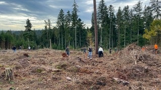 Mehrere Personen entfernen auf einer Waldlichtung Todholz. Die Vorbereitungen für den sogenannten "Wald der Zukunft" des Unternehmens DATAGROUP laufen. Als nächstes pflanzen Führungskräfte junge Bäume in den Wald nahe Freudenstadt.