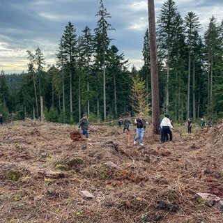 Mehrere Personen entfernen auf einer Waldlichtung Todholz. Die Vorbereitungen für den sogenannten "Wald der Zukunft" des Unternehmens DATAGROUP laufen. Als nächstes pflanzen Führungskräfte junge Bäume in den Wald nahe Freudenstadt.