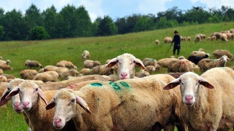 Eine Herde Schafe grast auf einer Wiese auf der Schwäbischen Alb. Wanderschäfer suchen immer öfter freie Flächen und Äcker für ihre Herde in der Nacht.