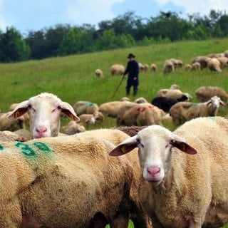 Eine Herde Schafe grast auf einer Wiese auf der Schwäbischen Alb. Wanderschäfer suchen immer öfter freie Flächen und Äcker für ihre Herde in der Nacht.