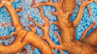 Das Bild "Korallenconnections" von Alex Mustard zeigt orangerote Korallen. Das Foto ist bei der "Wildlife Photographer of the Year"-Ausstellung in Reutlingen zu sehen.