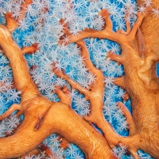 Das Bild "Korallenconnections" von Alex Mustard zeigt orangerote Korallen. Das Foto ist bei der "Wildlife Photographer of the Year"-Ausstellung in Reutlingen zu sehen.