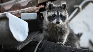 Der Waschbär breitet sich immer weiter aus, auch im Zollernalbbkreis ist er angekommen.