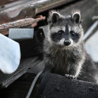 Der Waschbär breitet sich immer weiter aus, auch im Zollernalbbkreis ist er angekommen.