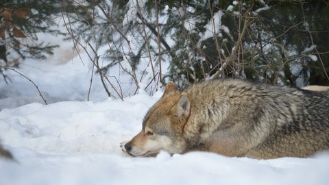 Ein Wolf im Wolf- und Bärenpark Schwarzwald liegt im Schnee. Zur Bärenweihnacht im Park gibt es auch eine Fackelwanderung.