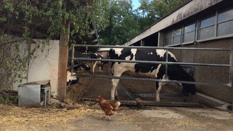 Eine brauen Henne läuft an einer Kuh in einem offenen Stall im Hofgut Alteburg vorbei. Die Stadt sucht neue Pächter für den Reutlinger Bauernhof. Der langjährige Pächter, Landwirt Olaf Pank, hört Ende des Jahres auf.