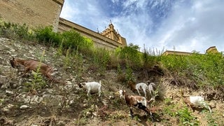 Die Ziegenherde von Sabine und Florian Sickinger aus Bisingen beweiden die Hänge an der Hohenzollern mit ca. 50 Tieren.